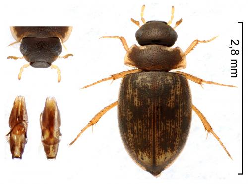 Réf. 227 064 : Laccobius sp.